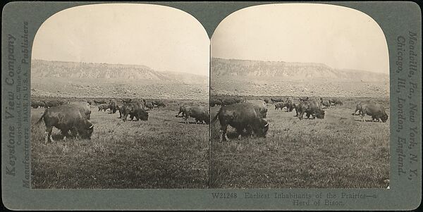 [Group of 107 Stereograph Views of Animals], Keystone View Company, Albumen silver prints