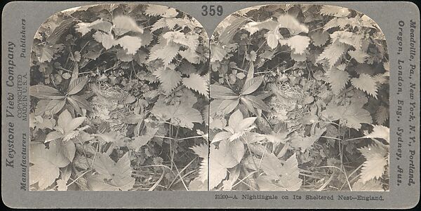 [Group of 107 Stereograph Views of Animals], Keystone View Company, Albumen silver prints