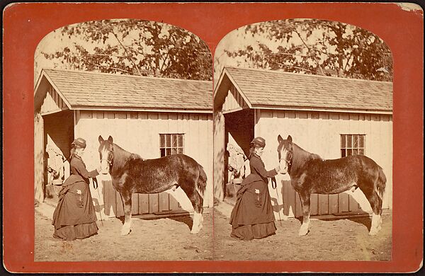 [Group of 107 Stereograph Views of Animals], Keystone View Company, Albumen silver prints