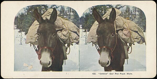 [Group of 107 Stereograph Views of Animals], Keystone View Company, Albumen silver prints