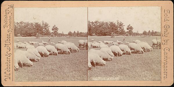 [Group of 107 Stereograph Views of Animals], Keystone View Company, Albumen silver prints