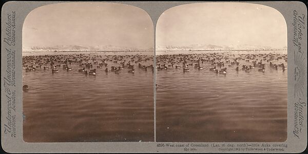 [Group of 107 Stereograph Views of Animals], Keystone View Company, Albumen silver prints