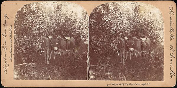 [Group of 107 Stereograph Views of Animals], Keystone View Company, Albumen silver prints
