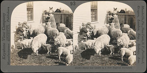 [Group of 107 Stereograph Views of Animals], Keystone View Company, Albumen silver prints