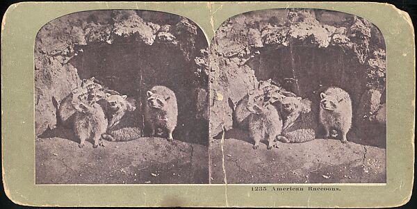 [Group of 107 Stereograph Views of Animals], Keystone View Company, Albumen silver prints
