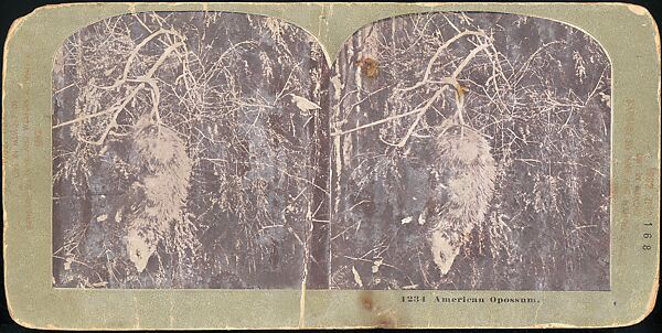 [Group of 107 Stereograph Views of Animals], Keystone View Company, Albumen silver prints