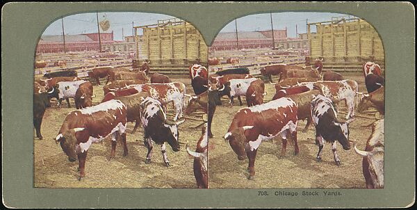 [Group of 107 Stereograph Views of Animals], Keystone View Company, Albumen silver prints
