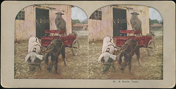 [Group of 107 Stereograph Views of Animals], Keystone View Company, Albumen silver prints