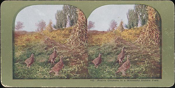 [Group of 107 Stereograph Views of Animals], Keystone View Company, Albumen silver prints