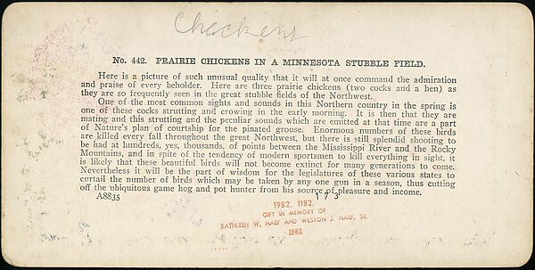 [Group of 107 Stereograph Views of Animals], Keystone View Company, Albumen silver prints