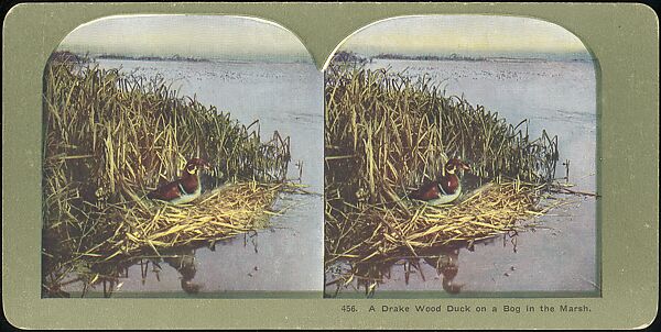[Group of 107 Stereograph Views of Animals], Keystone View Company, Albumen silver prints