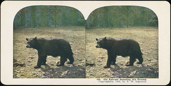 [Group of 107 Stereograph Views of Animals], Keystone View Company, Albumen silver prints