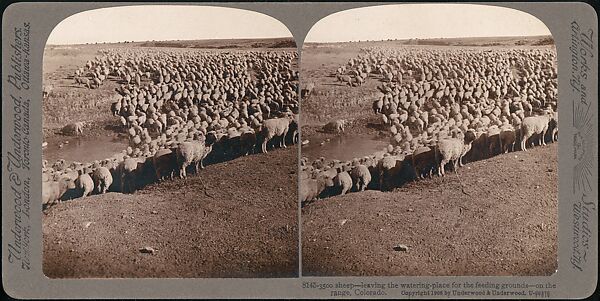 [Group of 107 Stereograph Views of Animals], Keystone View Company, Albumen silver prints