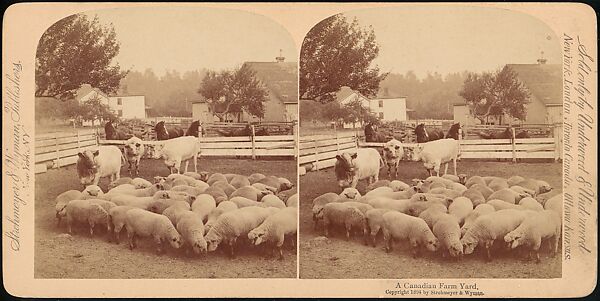 [Group of 107 Stereograph Views of Animals], Keystone View Company, Albumen silver prints