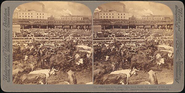 [Group of 107 Stereograph Views of Animals], Keystone View Company, Albumen silver prints