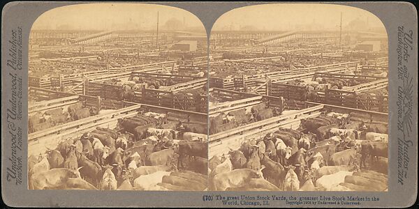 [Group of 107 Stereograph Views of Animals], Keystone View Company, Albumen silver prints