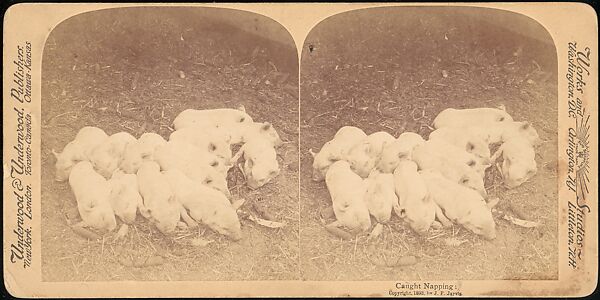 [Group of 107 Stereograph Views of Animals], Keystone View Company, Albumen silver prints