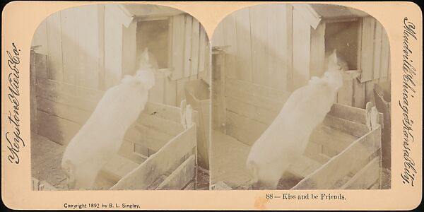 [Group of 107 Stereograph Views of Animals], Keystone View Company, Albumen silver prints