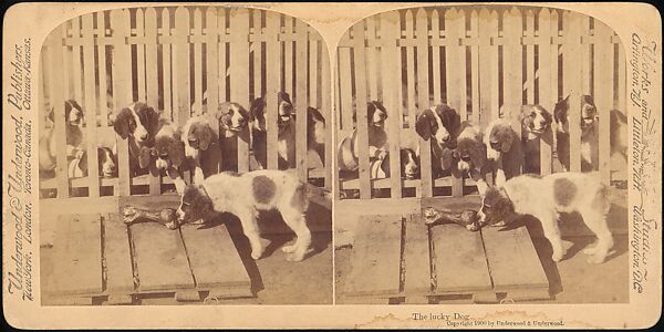 [Group of 107 Stereograph Views of Animals], Keystone View Company, Albumen silver prints