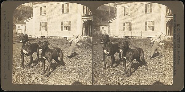 [Group of 107 Stereograph Views of Animals], Keystone View Company, Albumen silver prints