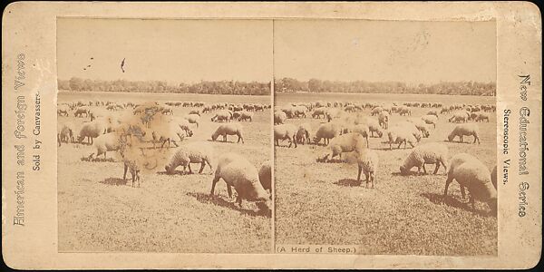 [Group of 107 Stereograph Views of Animals], Keystone View Company, Albumen silver prints