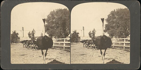 [Group of 107 Stereograph Views of Animals], Keystone View Company, Albumen silver prints