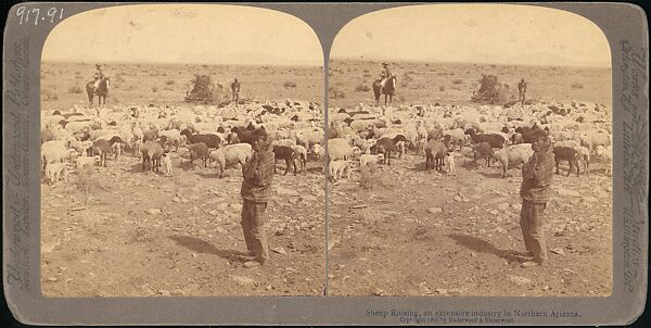 [Group of 107 Stereograph Views of Animals], Keystone View Company, Albumen silver prints