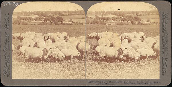 [Group of 107 Stereograph Views of Animals], Keystone View Company, Albumen silver prints