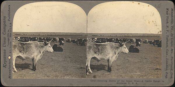 [Group of 107 Stereograph Views of Animals], Keystone View Company, Albumen silver prints