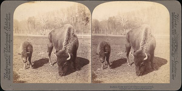[Group of 107 Stereograph Views of Animals], Keystone View Company, Albumen silver prints