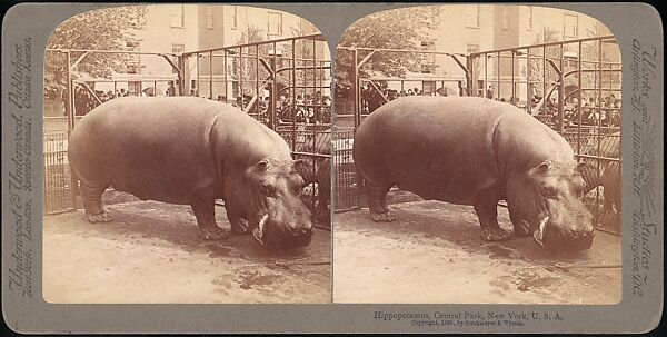 [Group of 107 Stereograph Views of Animals], Keystone View Company, Albumen silver prints