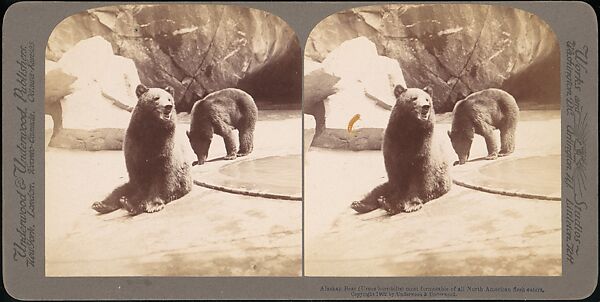 [Group of 107 Stereograph Views of Animals], Keystone View Company, Albumen silver prints