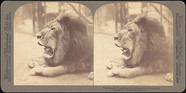 [Group of 107 Stereograph Views of Animals], Keystone View Company, Albumen silver prints