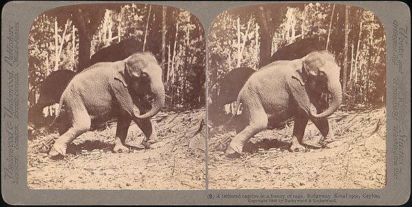 [Group of 107 Stereograph Views of Animals], Keystone View Company, Albumen silver prints