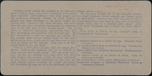 [Group of 107 Stereograph Views of Animals], Keystone View Company, Albumen silver prints