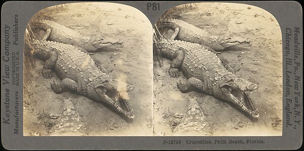[Group of 107 Stereograph Views of Animals], Keystone View Company, Albumen silver prints