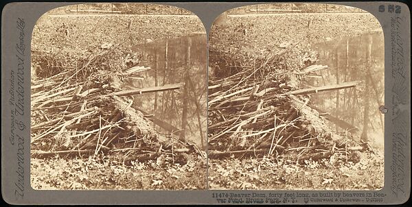 [Group of 107 Stereograph Views of Animals], Keystone View Company, Albumen silver prints