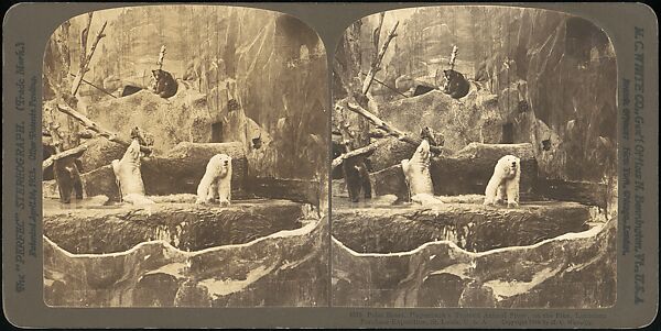 [Group of 107 Stereograph Views of Animals], Keystone View Company, Albumen silver prints