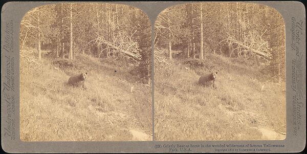 [Group of 107 Stereograph Views of Animals], Keystone View Company, Albumen silver prints