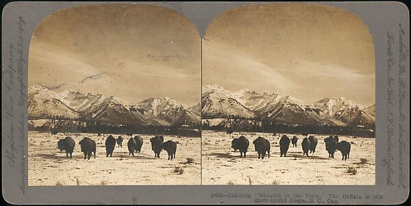 [Group of 107 Stereograph Views of Animals], Keystone View Company, Albumen silver prints