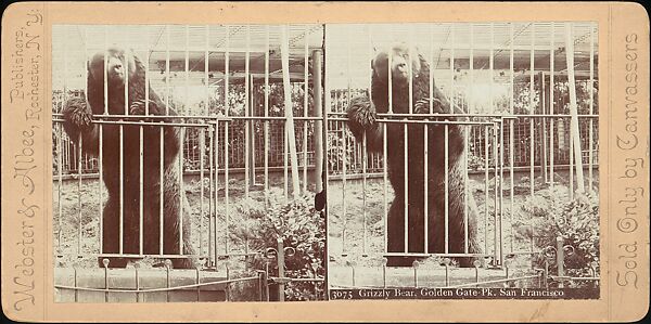 [Group of 107 Stereograph Views of Animals], Keystone View Company, Albumen silver prints