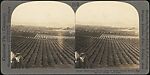 [Group of 24 Stereograph Views of California Cities and Towns], Unknown (American), Albumen silver prints
