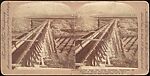 [Group of 24 Stereograph Views of California Cities and Towns], Unknown (American), Albumen silver prints