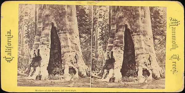 [Group of 100 Stereograph Views of California Nature and Landscapes With a Focus on Yosemite], Keystone View Company, Albumen silver prints