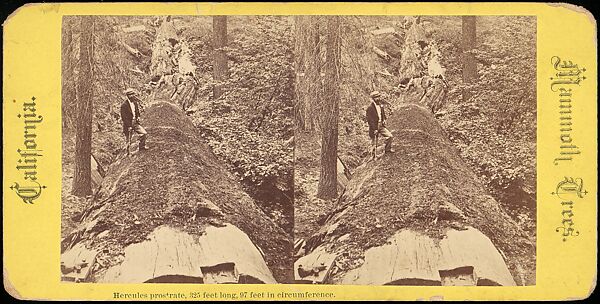 [Group of 100 Stereograph Views of California Nature and Landscapes With a Focus on Yosemite], Keystone View Company, Albumen silver prints