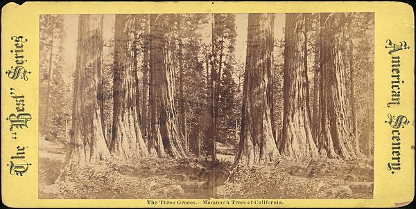 [Group of 100 Stereograph Views of California Nature and Landscapes With a Focus on Yosemite], Keystone View Company, Albumen silver prints