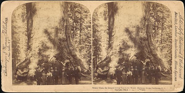 [Group of 100 Stereograph Views of California Nature and Landscapes With a Focus on Yosemite], Keystone View Company, Albumen silver prints