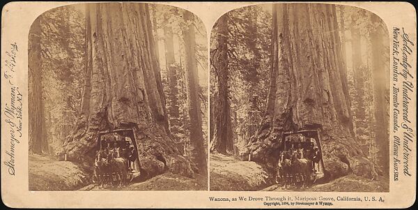 [Group of 100 Stereograph Views of California Nature and Landscapes With a Focus on Yosemite], Keystone View Company, Albumen silver prints