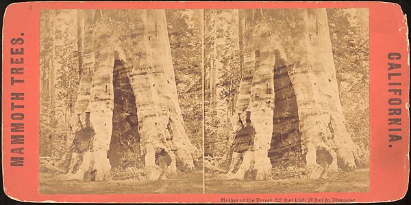 [Group of 100 Stereograph Views of California Nature and Landscapes With a Focus on Yosemite], Keystone View Company, Albumen silver prints