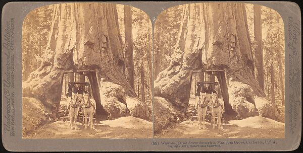 [Group of 100 Stereograph Views of California Nature and Landscapes With a Focus on Yosemite], Keystone View Company, Albumen silver prints
